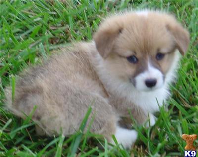 Pembroke Welsh Corgi Puppies for Sale